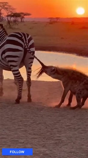 Wildlife Geographic on Reels