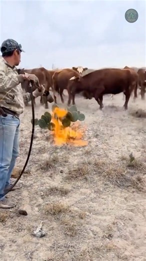 This Cactus Burning Trick Saves Ranchers Thousands #farming #hack