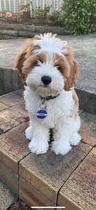What do I feed my new Cavoodle Puppy- 10 Effective Tips for Puppy feeding