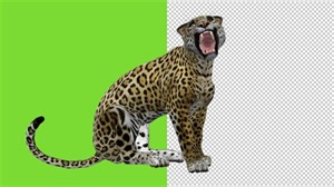 Jaguar - Seating and Roaring - Transparent and Green Screen