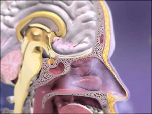 Olfaction: Learn@Visible Body