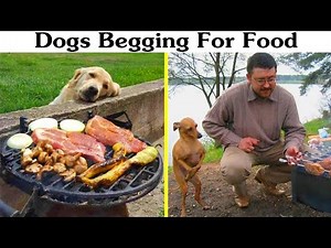 Funny Dogs Begging for Food - TRY NOT TO LAUGH 😂😹😂😹🔥