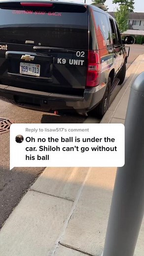 Reply to @lisaw517 the lost ball #ballislife #myprecious #k9shiloh #michigan #nurse