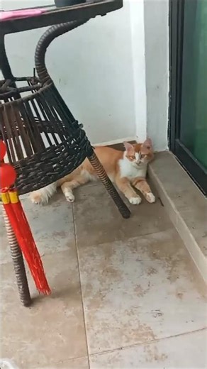 Time Machine Cats !!!! Longest Daily Cat's Story