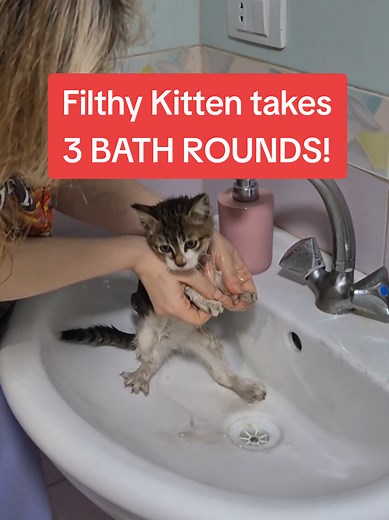 Transforming a Filthy Kitten into a Squeaky Clean Cat