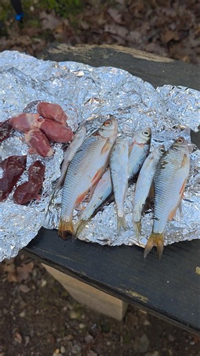 Angeln auf Aal mit top Ködern🎣🐟#angeln #aal #shorts