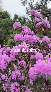 33K views · 130 reactions | Celebrate spring with flowering trees,...