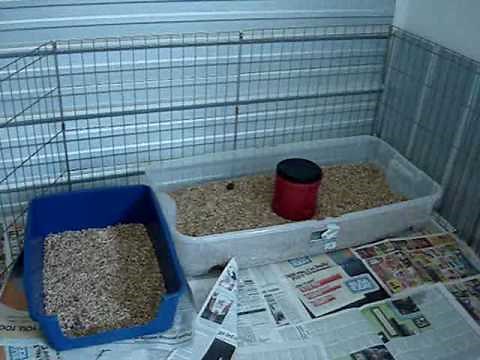 litter box training for puppies and dogs how to make a safe place for your new puppy