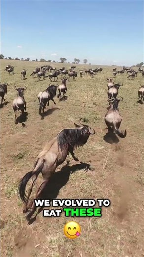 Buffalo, Fat & Human Evolution — Why Ruminants Shaped Our Health #podcast #entrepreneur #motivation