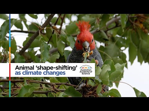 Shapeshifting animals