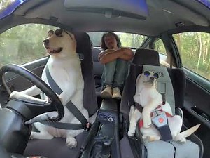 Funny Dogs Drive Car!