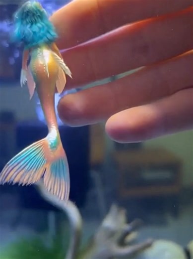 Mermaid im Aquarium: Ein faszinierendes Erlebnis