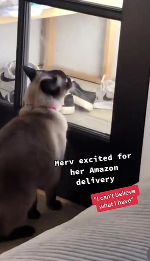 WILD MORNING (8/29) #mervthepet sees delivery lady with new scratching post 💀😂#MessFreeHero #GenshinTeleport