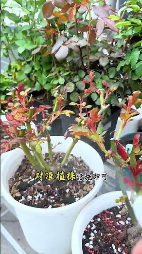 Top 5 Rose Pest Control Tips for Beginners
