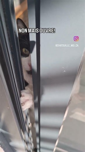 Faut tout faire soi-même. #shorts #funnycat #catlife