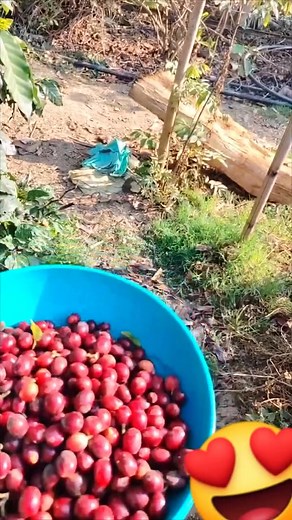 Coffee cherry hekpagi ne fajadra 🍒😍 #coffee #coffeelovers #coffeeprocessing #farmerlife | Thajamanbi Angom