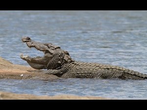 HUGE Mugger Crocodile - up close with the 'Water Monster'