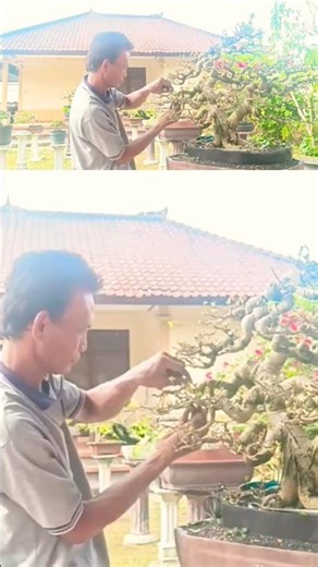 PENGGARAPAN WARU, BUAT LEKUKAN SUPER EKSTRIM@mahkotabonsai#shorts#bonsaitree#bonsaiwaru