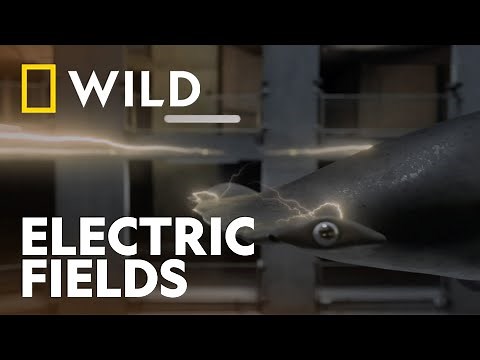 How Sharks Use Earth's Magnetic Fields | Shark Attack 360 | National Geographic WILD UK