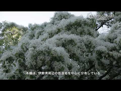 ナンジャモンジャの木（愛知県犬山市ヒトツバタゴ自生地）