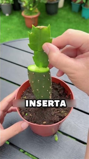 Create your own cactus tree 🌵🌸