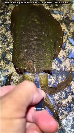 Capsicum🤩 Creative idea : New tools | Hand Made | Hand Crafts