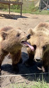 37K views · 456 reactions | It’s Tongue Out Tuesday! The small bears are just saying hi! #bear #grizzly #grizzlybear #grizzlies #bearsofinstagram #mammal #rescue #bears #animal #animalsanctuary #animalsofinstagram | Grizzly Ranch Bear Rescue | Facebook