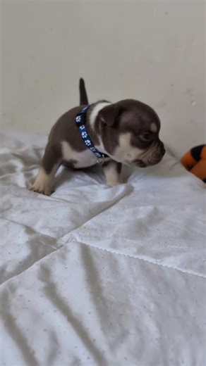 2 mois le 28 juin 2025 américain Bully Pocket Exotique élevage professionnel 🇨🇵 familial Siret ✅ ACACED ✅ diagnose ✅ #americanbullyfrance #americanbully #bullypocket #petitchien #exoticdogs #exoticpets #foryou #foryoupage❤️❤️ #Fastandbullydogs #americanbullyofficial #americanbullylover #americanbullypocket #americanbullypuppy