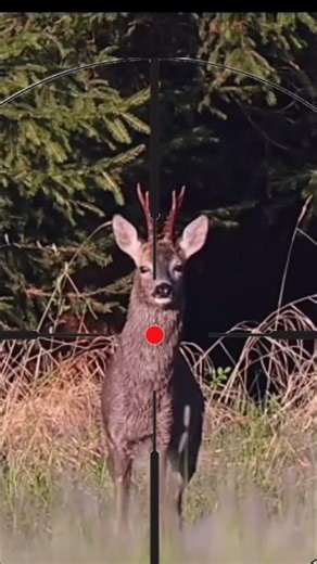 Roe Deer Calling Sound – Nature’s Wild Voiceroedeer #deersound !