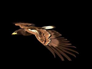Eagle Flying Animation