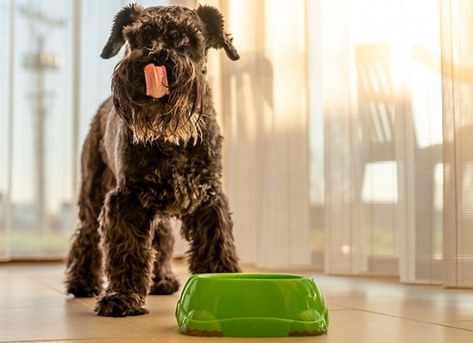 What Is a Limited Ingredient Dog Food?