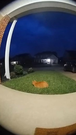 This cat just got scared by lightning and thunder and jumped straight into the air! 😂⚡🐱 #cat #catlovers #catsofinstagram #catoftheday #catsoftiktok #catlife #cats #orangecat #lightning #thunder #thunderstorm #funny #Amazing #foryouシ #fypviralシ #fbreels #fypシ #fy | Boundless Estates