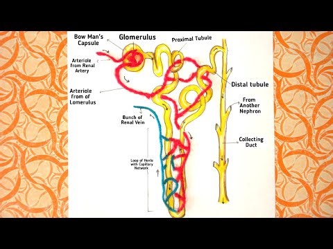 Nephron Science Diagram easy / Nephron Diagram Project idea / Kidney