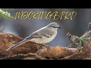Mockingbird Sounds - Bird Sounds