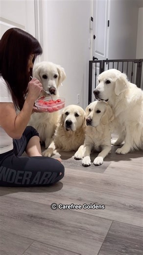 348K views · 1K reactions | Sharing is caring. ❤️ The banging sound comes from Porsche’s tail. Wait till the end 藍. Left to right: Enzo, Tazio, Porsche, Cooper | Carefree Goldens | Facebook