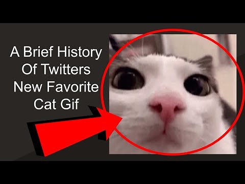 The Curious Case of Plink Cat (Meme Explained)