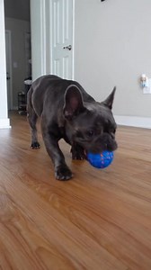 Stronger, Lighter, Bouncier. 🤩 Made from tough E-TPU, Wicked Ball Air is ready for endless playtime! Chew-resistant, pet-safe, and eco-friendly. 🐾🐕 | Cheerble