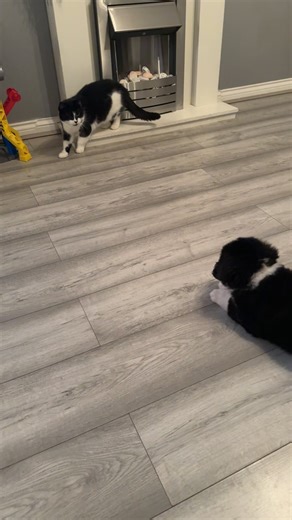 Adorable Bernese Puppy Meets New Friend