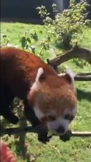 ldshadowlady feeding a red panda