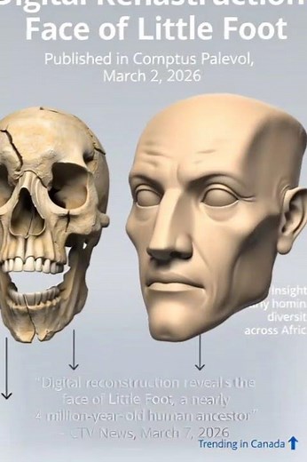 little foot digital reconstruction Digital reconstruction reveals the face of ‘Little Foot,a nearly