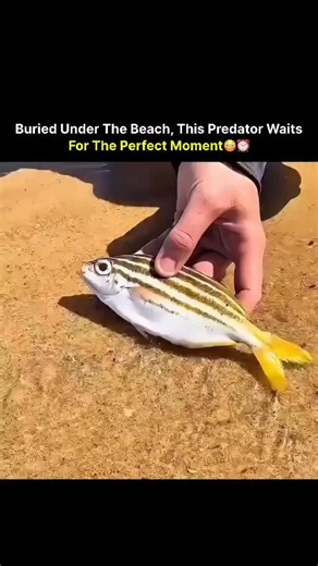 Science Tech | The bobbit worm hides beneath the sand with only its jaws exposed, staying completely still for hours or even days. When an unsuspecting... | Instagram