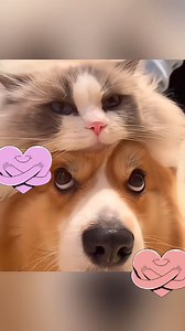 Nu știu dacă vreodată am simțit iubire mai constant, continuu și deplin, decât în preajma animalelor. „Viaţa unui animal e împărţită între a iubi şi a-i învăţa pe oameni să se iubească.” – | Oda Timpului