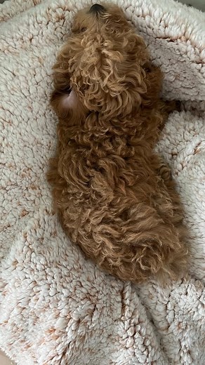 Marisol Nichols on Instagram: "The most perfect thing indeed 🐾💕 I’m obsessed 😅"