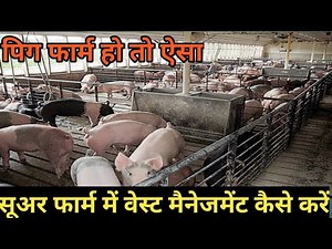 Waste Management in Pig Farming