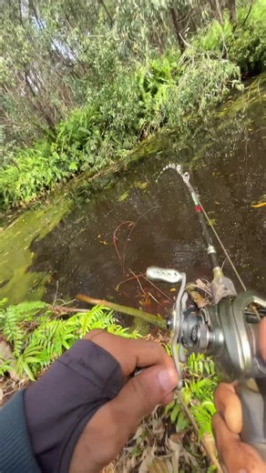 Mancing Ikan Toman: Tips dan Spot Rahasia