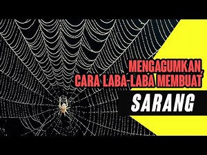 Amazing How Spiders Make Their Webs