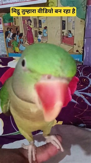 chiku parrot😍😘😘 #parrot #talkingparot#funnyanimal #funny #funnybird#cute #birds