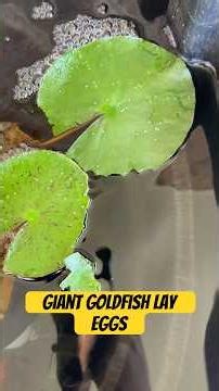 Giant rescued goldfish lay eggs!! #mom #surprise #fish #egg