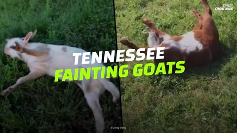 Why 'fainting' goats stay awake when they fall