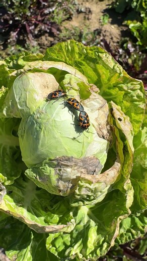 Harlequin Cabbage Bugs